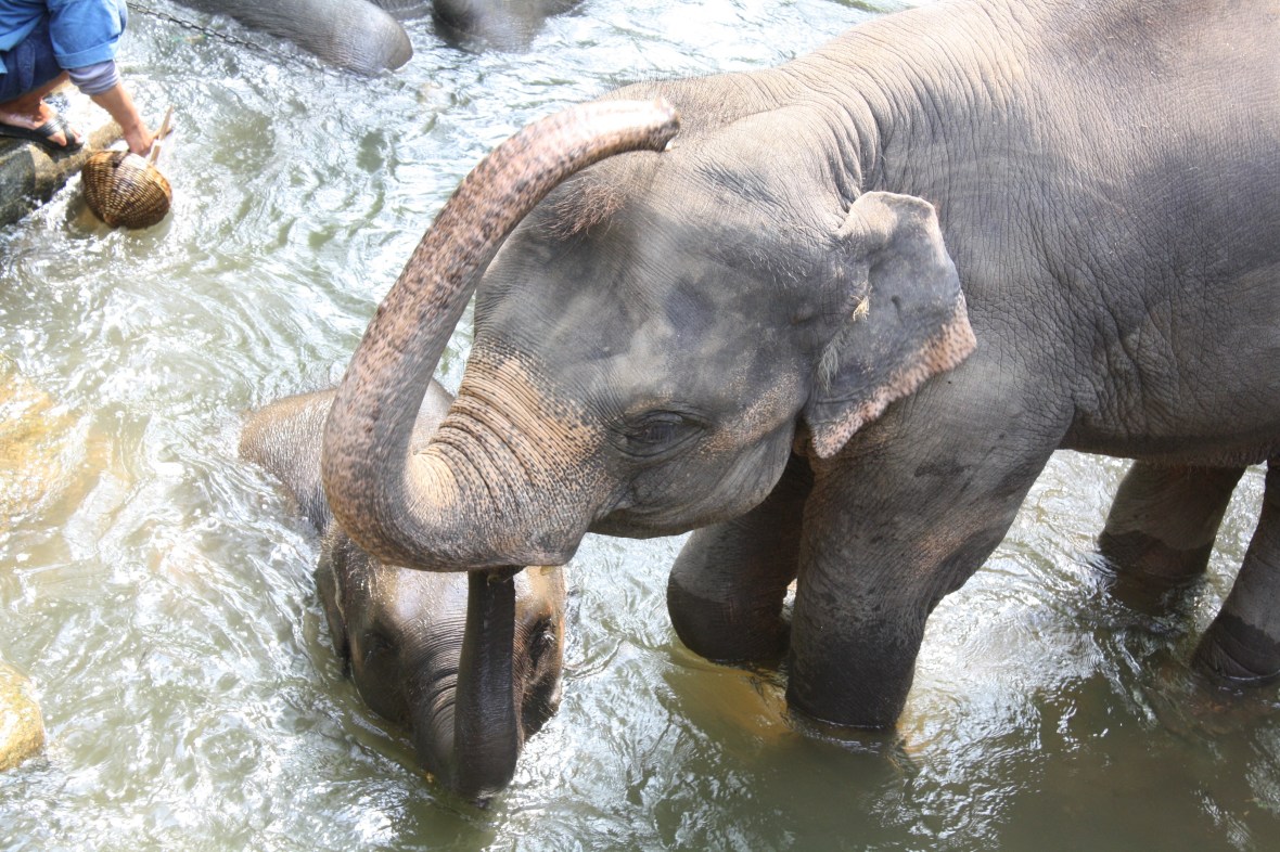 chiangmai_dixon (24)