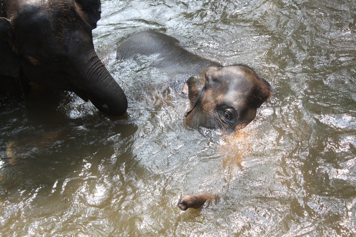 chiangmai_dixon (25)