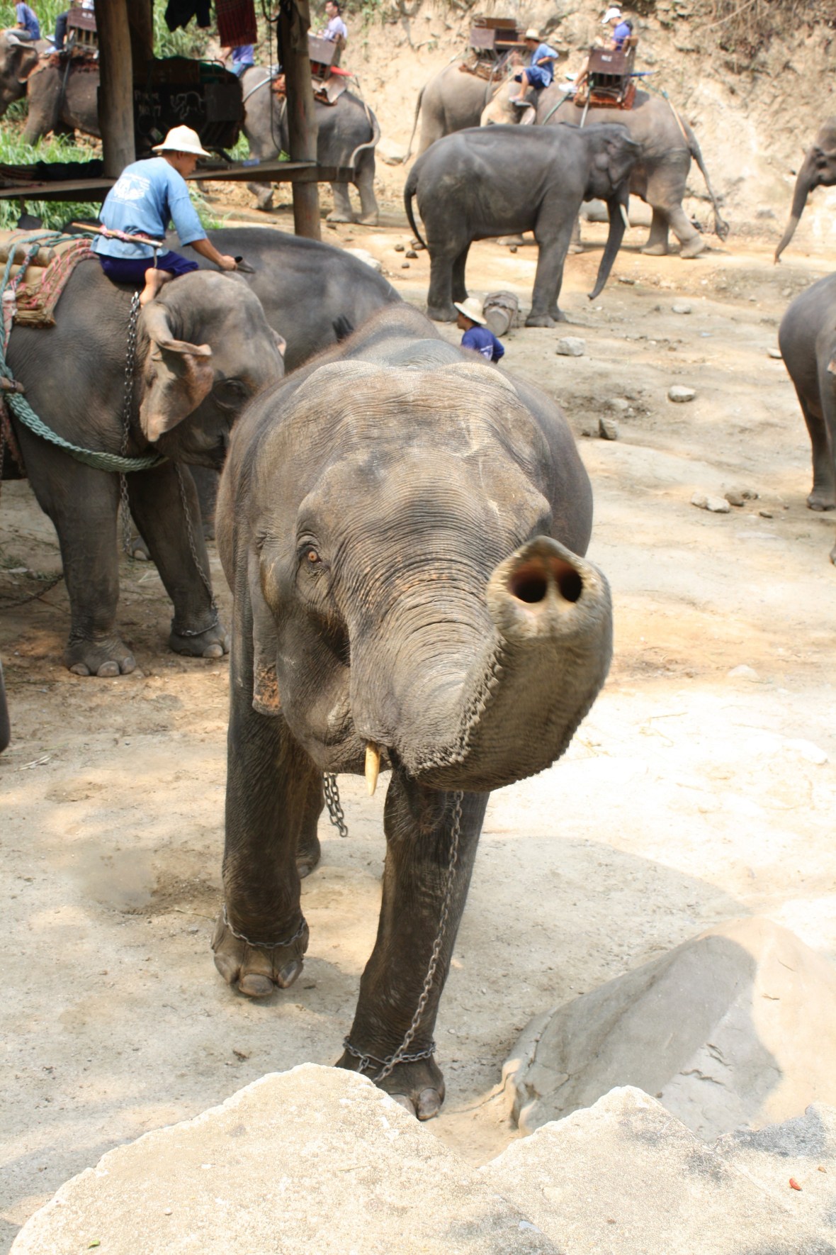 chiangmai_dixon (28)