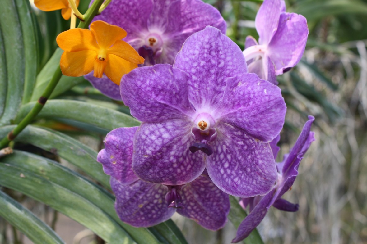 chiangmai_dixon (32)