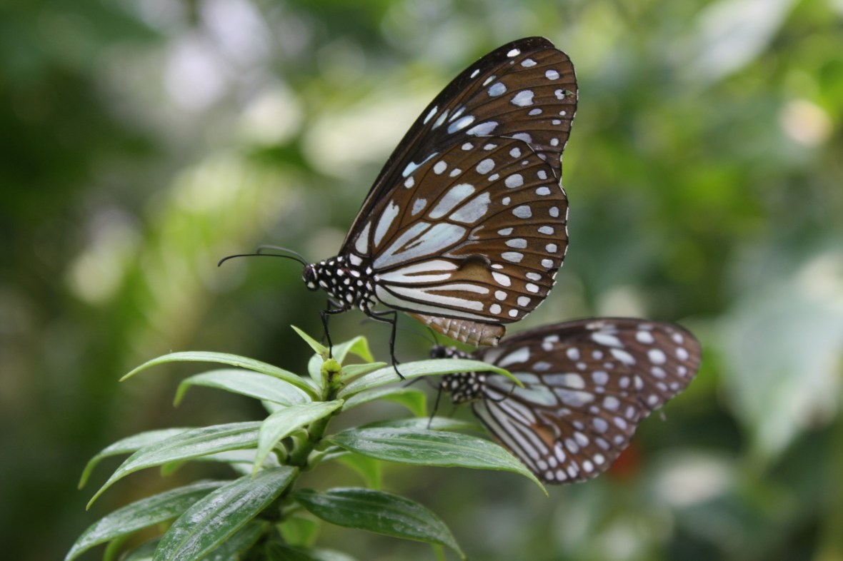 chiangmai_dixon (33)