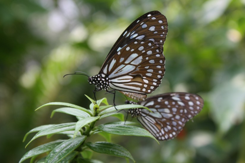 chiangmai_dixon (33)