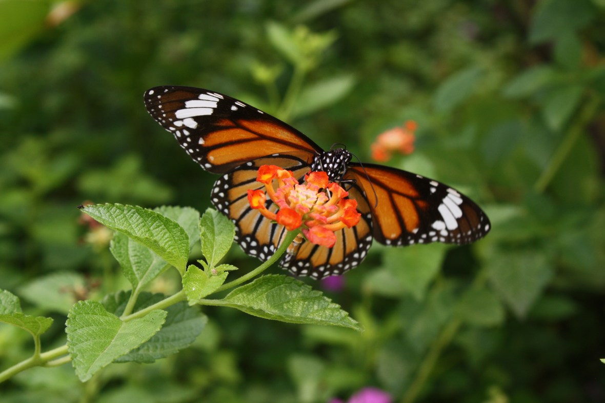 chiangmai_dixon (34)